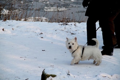 dresden, allemagne, saxe, elbe, balade, promenade, neige, givre, glace, animaux, blaues wunder