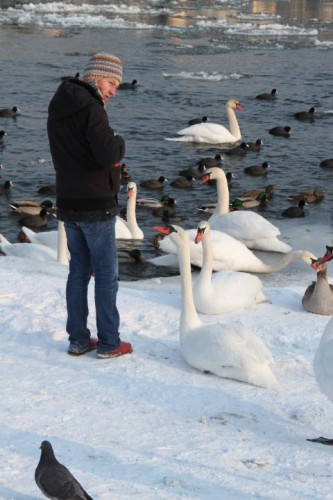 dresden,allemagne,saxe,elbe,balade,promenade,neige,givre,glace,animaux,blaues wunder